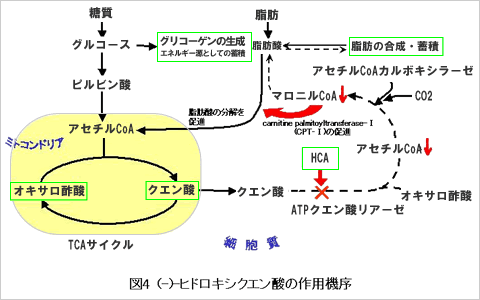 カーボブロッカー 作用機序   違い